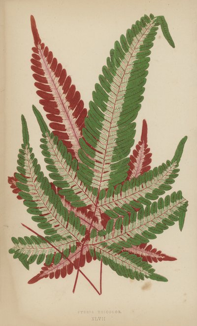 Pteris Tricolor af English School